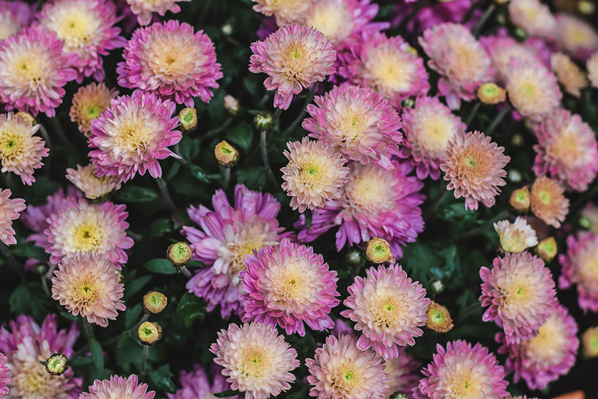 Flores en primavera