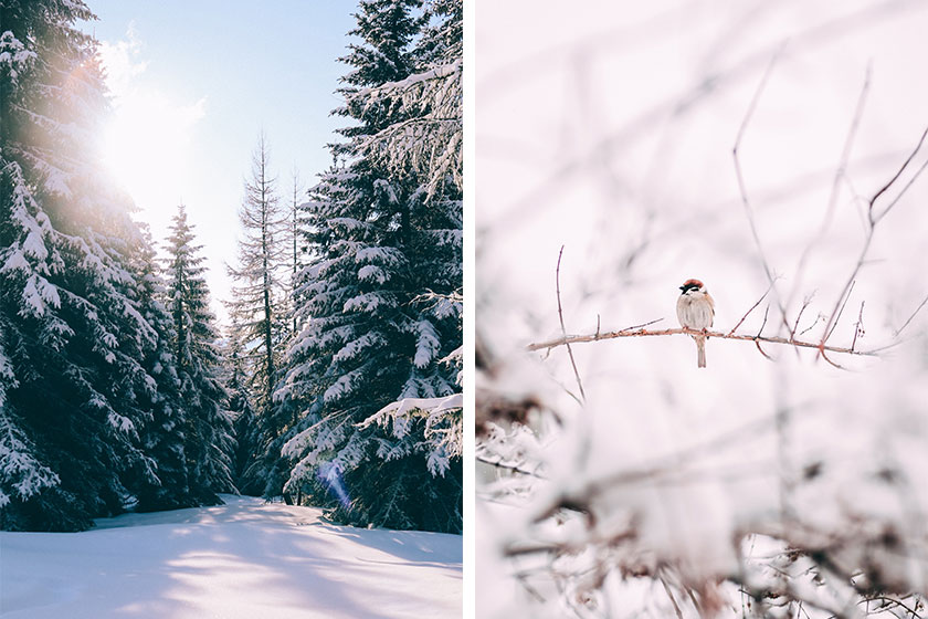 Fotos en invierno: nieve