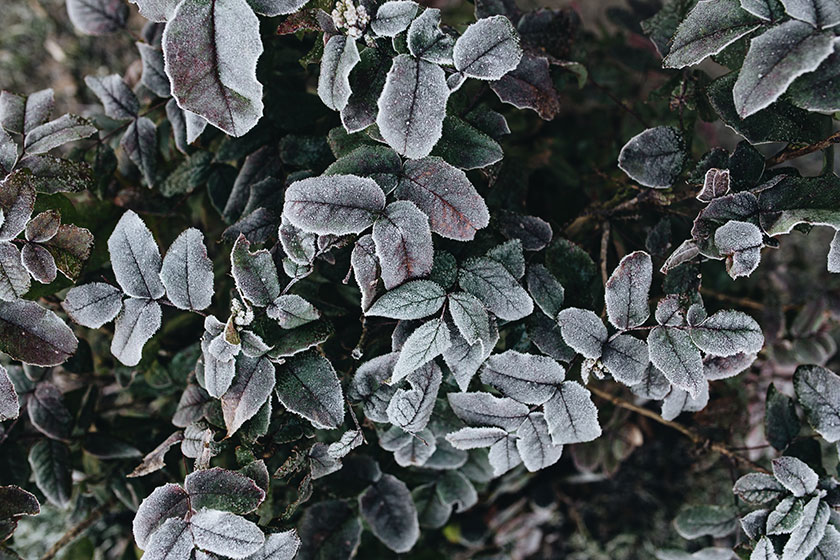 Mindfulness en invierno: paseo consciente por la naturaleza.