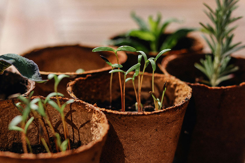 Cuidar tus plantas o jardín