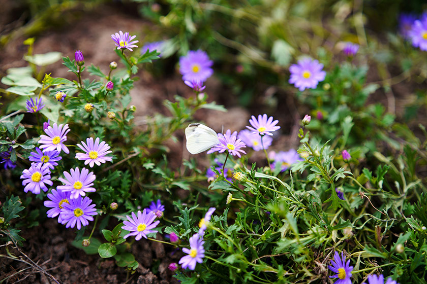 Creatividad en primavera: pasear por la naturaleza